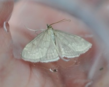 Marimjelleengmott (Anania fuscalis)