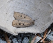 Smalvingefly (Chilodes maritima)