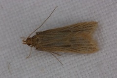 Helcystogramma rufescens