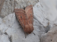 Punktseljefly (Orthosia gracilis)