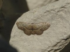 Flekkengmåler (Idaea dimidiata)