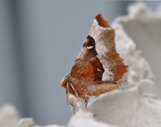 Praktmånemåler (Selenia tetralunaria)