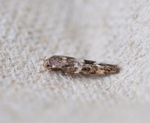 Mompha sturnipennella