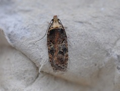 Agonopterix conterminella