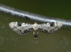 Hvit dvergmåler (Eupithecia centaureata)