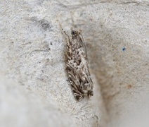 Epinotia cinereana/nisella