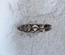 Caryocolum cassella