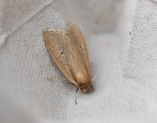 Smalringrørfly (Archanara dissoluta)