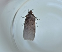 Agonopterix arctica