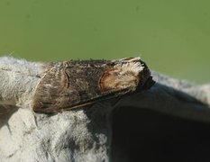 Brungult neslefly (Abrostola triplasia)