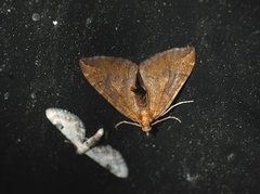 Blåbærmåler (Eulithis populata)