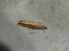 Dylleengvikler (Eucosma obumbratana)