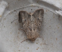 Lyst sandengfly (Apamea anceps)