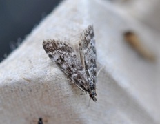 Bergmosemott (Eudonia murana)