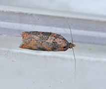 Seljeflatvikler (Acleris hastiana)