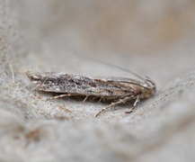 Scrobipalpa samadensis