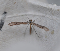 Rødknappfjærmøll (Stenoptilia bipunctidactyla)