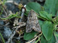 Variabelt sandjordfly (Euxoa cursoria)