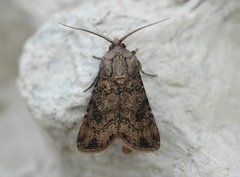 Gråpudret jordfly (Agrotis segetum)