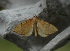 Sløyfemåler (Eulithis pyraliata)