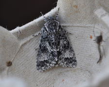 Ospekveldfly (Acronicta megacephala)