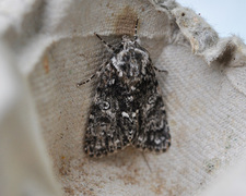 Syrekveldfly (Acronicta rumicis)