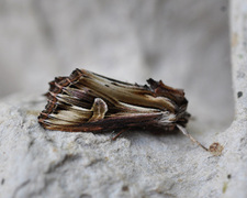 Tannet perikumfly (Actinotia polyodon)