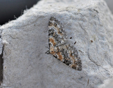 Revebjelledvergmåler (Eupithecia pulchellata)