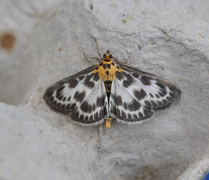 Nesleengmott (Anania hortulata)