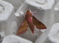 Liten snabelsvermer (Deilephila porcellus)