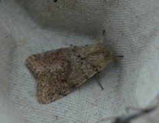 Lite seljefly (Orthosia cruda)