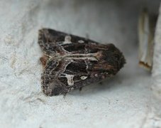 Svart sumpfly (Celaena haworthii)