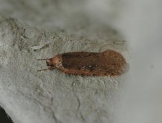 Agonopterix ciliella