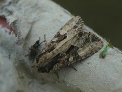 Slåttengfly (Apamea remissa)