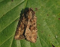 Slåttengfly (Apamea remissa)