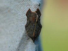 Konkavflatvikler (Acleris emargana)