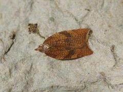 Nettflatvikler (Acleris rhombana)