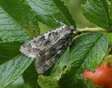 Mørkt skogfly (Eurois occulta)