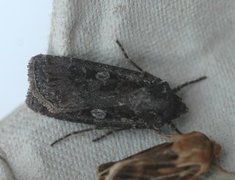 Gråbrunt sandjordfly (Euxoa tritici)