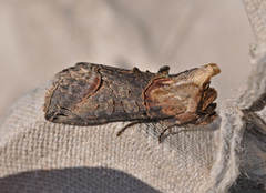 Brungult neslefly (Abrostola triplasia)