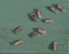 Langvingejordfly (Agrotis ipsilon)