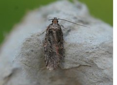 Agonopterix liturosa