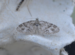 Strekdvergmåler (Eupithecia exiguata)