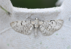 Marmordvergmåler (Eupithecia venosata)