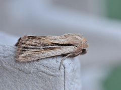 Kommagressfly (Leucania comma)