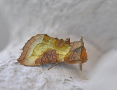 Mindre båndmetallfly (Diachrysia stenochrysis)