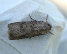 Gråpudret jordfly (Agrotis segetum)