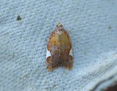 Rød flatvikler (Acleris holmiana)