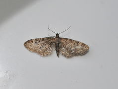 Vinkeldvergmåler (Eupithecia vulgata)