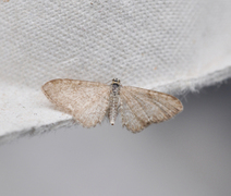 Marimjelledvergmåler (Eupithecia plumbeolata)